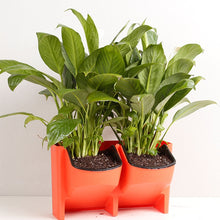 Load image into Gallery viewer, Plant Wall Vertical Indoor and Outdoor Balcony Wall-mounted Flower Pots Creative Combination of Resin Plastic Flower Pots with Removable Pot