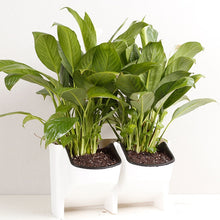 Load image into Gallery viewer, Plant Wall Vertical Indoor and Outdoor Balcony Wall-mounted Flower Pots Creative Combination of Resin Plastic Flower Pots with Removable Pot