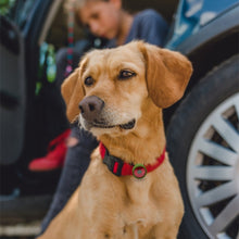Load image into Gallery viewer, Dog Collar Shockproof Protective Case For AirTag 2nd Gen / AirTag 1st Gen