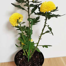 Load image into Gallery viewer, 10pcs Plant Potted Flower Shape Support Rod Fixed Anti-lodging Leaf Guard Frame, 17cm, 27cm, 37cm, 48cm, 58cm