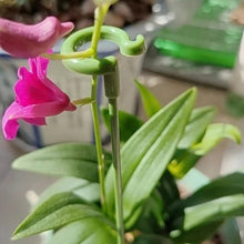 Load image into Gallery viewer, 10pcs Plant Potted Flower Shape Support Rod Fixed Anti-lodging Leaf Guard Frame, 17cm, 27cm, 37cm, 48cm, 58cm