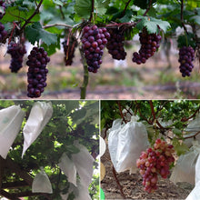 Load image into Gallery viewer, 100pcs Waterproof Grape Packaging Bag Paper Bag Fruit Protective Bag, 20x28, 22x31, 25x34, 28x36, 29x38
