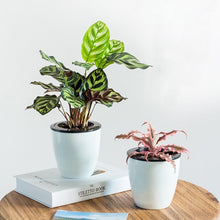 Load image into Gallery viewer, Lazy Flower Pots Automatic Water-absorbing Hydroponic Potted Plants Circular Resin Plastic Flower Pots Double-layer Design Self Watering Planter, Diameter: 13cm, Height: 13.7cm, Diameter: 13cm, Height: 13.7cm