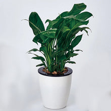 Load image into Gallery viewer, Lazy Flower Pots Automatic Water-absorbing Hydroponic Potted Plants Circular Resin Plastic Flower Pots Double-layer Design Self Watering Planter, Diameter: 13cm, Height: 13.7cm, Diameter: 13cm, Height: 13.7cm