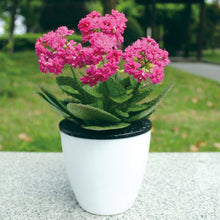 Load image into Gallery viewer, Lazy Flower Pots Automatic Water-absorbing Hydroponic Potted Plants Circular Resin Plastic Flower Pots Double-layer Design Self Watering Planter, Diameter: 15cm, Height: 15.5cm, Diameter: 15cm, Height: 15.5cm
