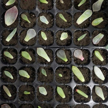 Load image into Gallery viewer, Seedling Tray Sprout Plate 24 Holes Nursery Pots Tray Lids Box For Gardening Bonsai Mini Greenhouse Nursery Plate Three Sets, 2 PCS
