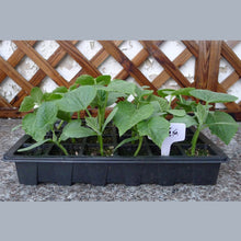 Load image into Gallery viewer, Seedling Tray Sprout Plate 24 Holes Nursery Pots Tray Lids Box For Gardening Bonsai Mini Greenhouse Nursery Plate Three Sets, 2 PCS