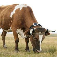 Load image into Gallery viewer, V34/V44 Cattle Locator Set Animal Tracking Anti-lost Device GPS Positioning Collar, For Cattle