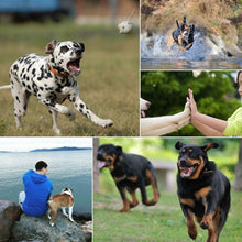 Load image into Gallery viewer, PULUZ Hound Dog Fetch Harness Adjustable Chest Strap Mount for GoPro, Insta360, DJI and Other Action Cameras, Dog Chest Strap