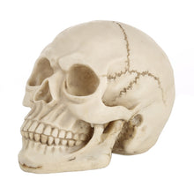 Load image into Gallery viewer, Skull Head Hallowmas Prop Gadget Display, Size: 19(L) x 13(W) x 14cm(H), Skull Head