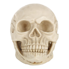 Load image into Gallery viewer, Skull Head Hallowmas Prop Gadget Display, Size: 19(L) x 13(W) x 14cm(H), Skull Head