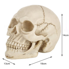Load image into Gallery viewer, Skull Head Hallowmas Prop Gadget Display, Size: 19(L) x 13(W) x 14cm(H), Skull Head