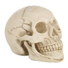 Load image into Gallery viewer, Skull Head Hallowmas Prop Gadget Display, Size: 19(L) x 13(W) x 14cm(H), Skull Head