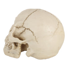 Load image into Gallery viewer, Skull Head Hallowmas Prop Gadget Display, Size: 19(L) x 13(W) x 14cm(H), Skull Head