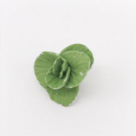 5 PCS 1:12  Mini House Toy Vegetable Simulation Cabbage Kitchen Accessory Mini House Toy