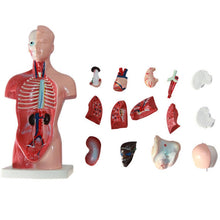 Load image into Gallery viewer, Medical Primary and Secondary Education 26CM Torso Model Human Anatomy Organ Structure Model