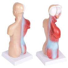 Load image into Gallery viewer, Medical Primary and Secondary Education 26CM Torso Model Human Anatomy Organ Structure Model