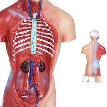 Load image into Gallery viewer, Medical Primary and Secondary Education 26CM Torso Model Human Anatomy Organ Structure Model