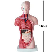 Load image into Gallery viewer, Medical Primary and Secondary Education 26CM Torso Model Human Anatomy Organ Structure Model
