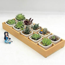 Load image into Gallery viewer, Succulent Wooden Storage Box Landscape Garden Decoration, 3 Cells, 5 Cells, 6 Cells, 10 Cells