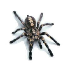 Load image into Gallery viewer, Creative Personality Scratch Cover  Car Body Sticker, Black Spider, Spider Pair, Scorpion, Lizard