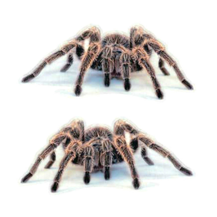 Creative Personality Scratch Cover  Car Body Sticker, Black Spider, Spider Pair, Scorpion, Lizard
