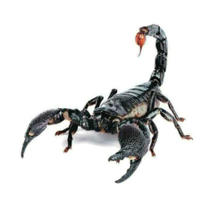 Creative Personality Scratch Cover  Car Body Sticker, Black Spider, Spider Pair, Scorpion, Lizard