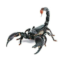 Load image into Gallery viewer, Creative Personality Scratch Cover  Car Body Sticker, Black Spider, Spider Pair, Scorpion, Lizard