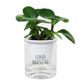 Automatic Water Absorption Hydroponic Pot Succulent Plant Flower Pot, Transparent With Words