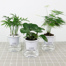 Load image into Gallery viewer, Automatic Water Absorption Hydroponic Pot Succulent Plant Flower Pot, Transparent Without Words, Transparent With Words