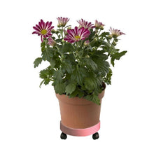 Load image into Gallery viewer, Universal Round Wheels Pot Tray Easy Moving Plant Pot Tray Garden Plate Plastic Stand