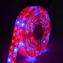 Load image into Gallery viewer, 5m 300 LEDs SMD 5050 Full Spectrum LED Strip Light Fitolampy Grow Lights for Greenhouse Hydroponic Plant, Non Waterproof, Waterproof