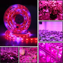 Load image into Gallery viewer, 5m 300 LEDs SMD 5050 Full Spectrum LED Strip Light Fitolampy Grow Lights for Greenhouse Hydroponic Plant, Non Waterproof, Waterproof