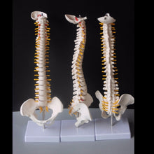 Load image into Gallery viewer, 45CM Human Spine with Pelvic Model Human Anatomical Anatomy Spine Medical Model spinal column model+Stand Fexible, Human Spine Model