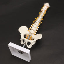Load image into Gallery viewer, 45CM Human Spine with Pelvic Model Human Anatomical Anatomy Spine Medical Model spinal column model+Stand Fexible, Human Spine Model