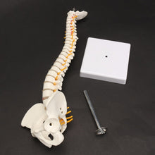 Load image into Gallery viewer, 45CM Human Spine with Pelvic Model Human Anatomical Anatomy Spine Medical Model spinal column model+Stand Fexible, Human Spine Model