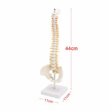 Load image into Gallery viewer, 45CM Human Spine with Pelvic Model Human Anatomical Anatomy Spine Medical Model spinal column model+Stand Fexible, Human Spine Model