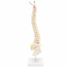 Load image into Gallery viewer, 45CM Human Spine with Pelvic Model Human Anatomical Anatomy Spine Medical Model spinal column model+Stand Fexible, Human Spine Model