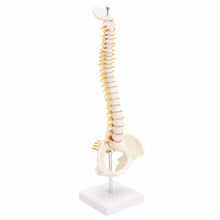 Load image into Gallery viewer, 45CM Human Spine with Pelvic Model Human Anatomical Anatomy Spine Medical Model spinal column model+Stand Fexible, Human Spine Model