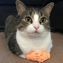 Load image into Gallery viewer, Pet Massage Finger Cots and Cat Gloves, Massage Finger