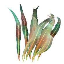 Load image into Gallery viewer, Aquarium Fish Tank Decoration Landscape Silicone Simulation Coral Artificial Kelp Landscape Decoration, Size:, HZ007 18cm Small, HZ006 25cm Medium, HZ005 43cm Large