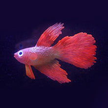 Load image into Gallery viewer, Night Light Simulation Fish Tank Decorations Environmentally Friendly Silicone Colorful Fish, 1 Red Betta, 2 Brown Betta, 3 Blue Betta, 4 Blue Goldfish, 5 Red Goldfish, 6 Brown Goldfish