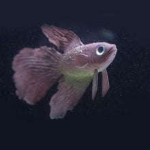 Load image into Gallery viewer, Night Light Simulation Fish Tank Decorations Environmentally Friendly Silicone Colorful Fish, 1 Red Betta, 2 Brown Betta, 3 Blue Betta, 4 Blue Goldfish, 5 Red Goldfish, 6 Brown Goldfish