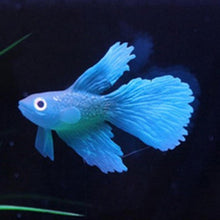 Load image into Gallery viewer, Night Light Simulation Fish Tank Decorations Environmentally Friendly Silicone Colorful Fish, 1 Red Betta, 2 Brown Betta, 3 Blue Betta, 4 Blue Goldfish, 5 Red Goldfish, 6 Brown Goldfish