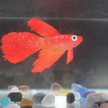 Load image into Gallery viewer, Night Light Simulation Fish Tank Decorations Environmentally Friendly Silicone Colorful Fish, 1 Red Betta, 2 Brown Betta, 3 Blue Betta, 4 Blue Goldfish, 5 Red Goldfish, 6 Brown Goldfish