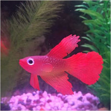 Load image into Gallery viewer, Night Light Simulation Fish Tank Decorations Environmentally Friendly Silicone Colorful Fish, 1 Red Betta, 2 Brown Betta, 3 Blue Betta, 4 Blue Goldfish, 5 Red Goldfish, 6 Brown Goldfish