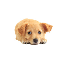 Load image into Gallery viewer, 3D Simulation Dog Car Stickers Rain-Proof Sunscreen Car Sticker Scratch Shaving Decoration Stickers, Style 1 Small, Style 2 Small, Style 3 Small, Style 4 Small, Style 5 Small, Style 1 Large, Style 2 Large, Style 3 Large, Style 4 Large, Style 5 Large