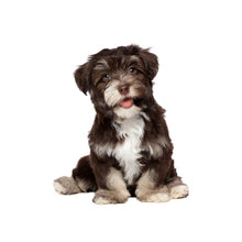 Load image into Gallery viewer, 3D Simulation Dog Car Stickers Rain-Proof Sunscreen Car Sticker Scratch Shaving Decoration Stickers, Style 1 Small, Style 2 Small, Style 3 Small, Style 4 Small, Style 5 Small, Style 1 Large, Style 2 Large, Style 3 Large, Style 4 Large, Style 5 Large