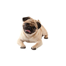 Load image into Gallery viewer, 3D Simulation Dog Car Stickers Rain-Proof Sunscreen Car Sticker Scratch Shaving Decoration Stickers, Style 1 Small, Style 2 Small, Style 3 Small, Style 4 Small, Style 5 Small, Style 1 Large, Style 2 Large, Style 3 Large, Style 4 Large, Style 5 Large
