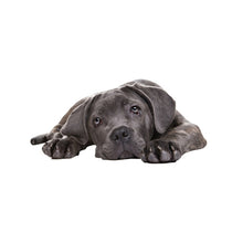 Load image into Gallery viewer, 3D Simulation Dog Car Stickers Rain-Proof Sunscreen Car Sticker Scratch Shaving Decoration Stickers, Style 1 Small, Style 2 Small, Style 3 Small, Style 4 Small, Style 5 Small, Style 1 Large, Style 2 Large, Style 3 Large, Style 4 Large, Style 5 Large